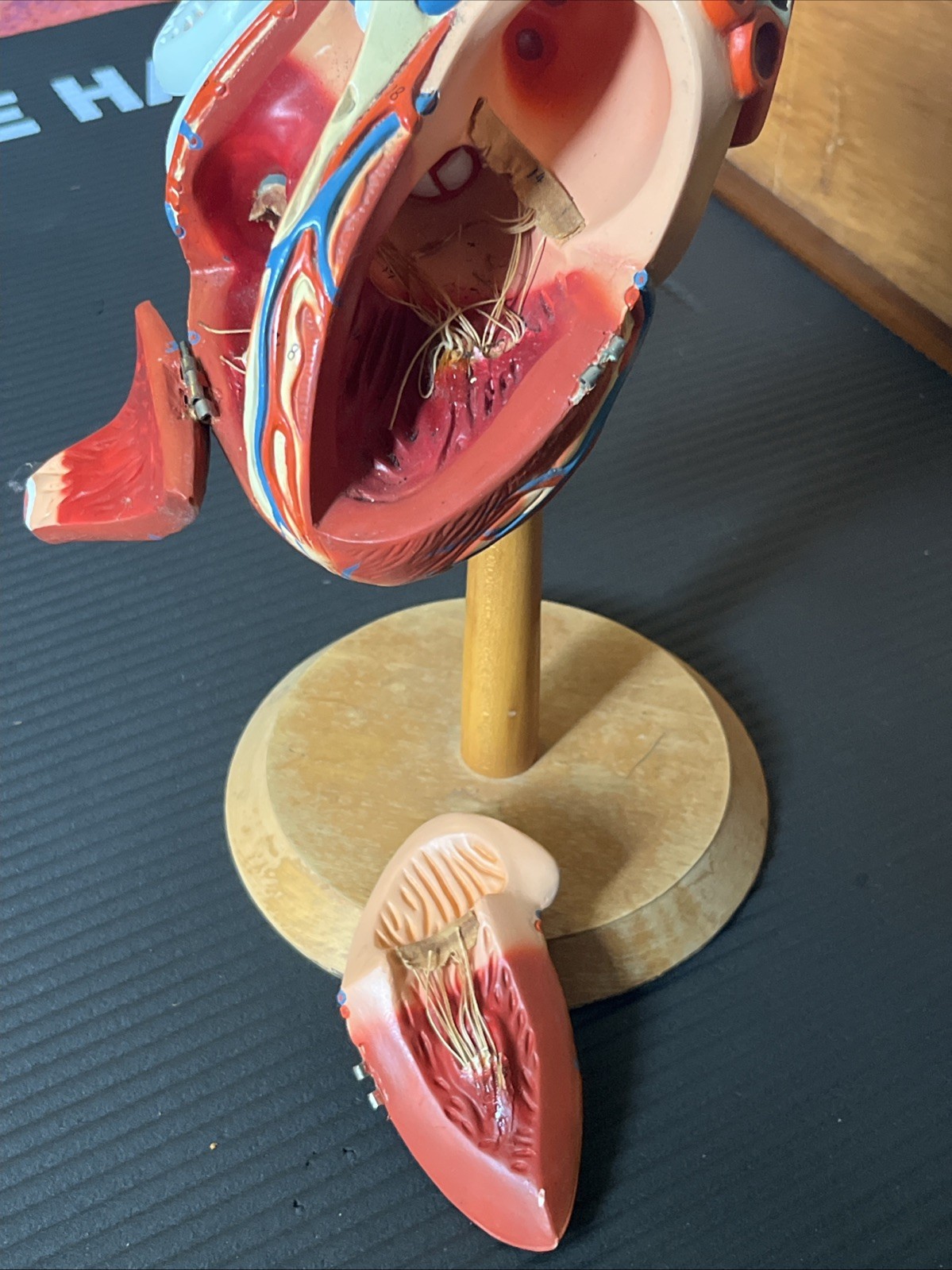 Vintage 14″ Heart Model – Biocraft Denoyer-Geppert – 3 Hinged Compartments READ