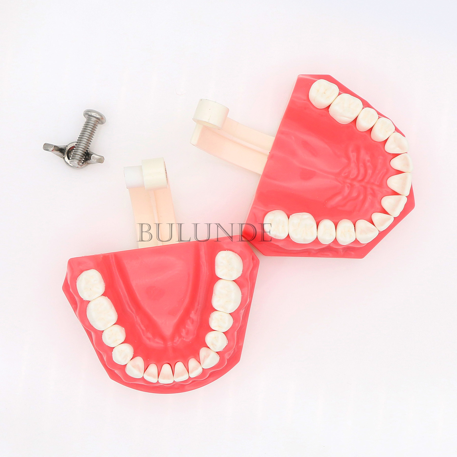 Dental Typodont Model Brushing Flossing Practice Teaching Studying Model M7010-1