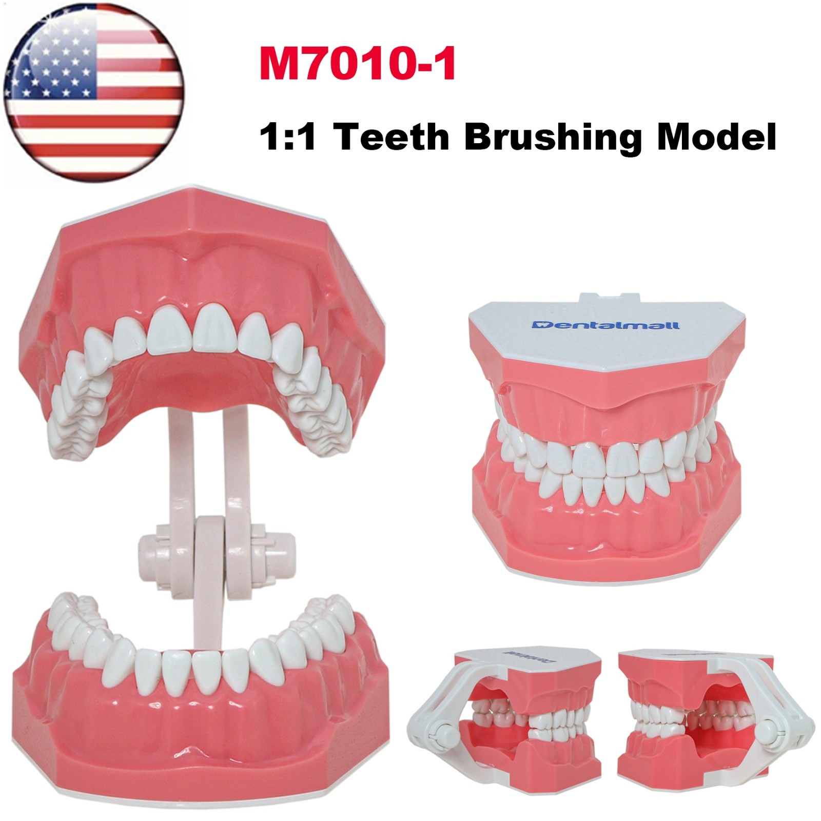 US Dental Orthodontic Model Brushing Flossing Practice Teeth Model with Brackets