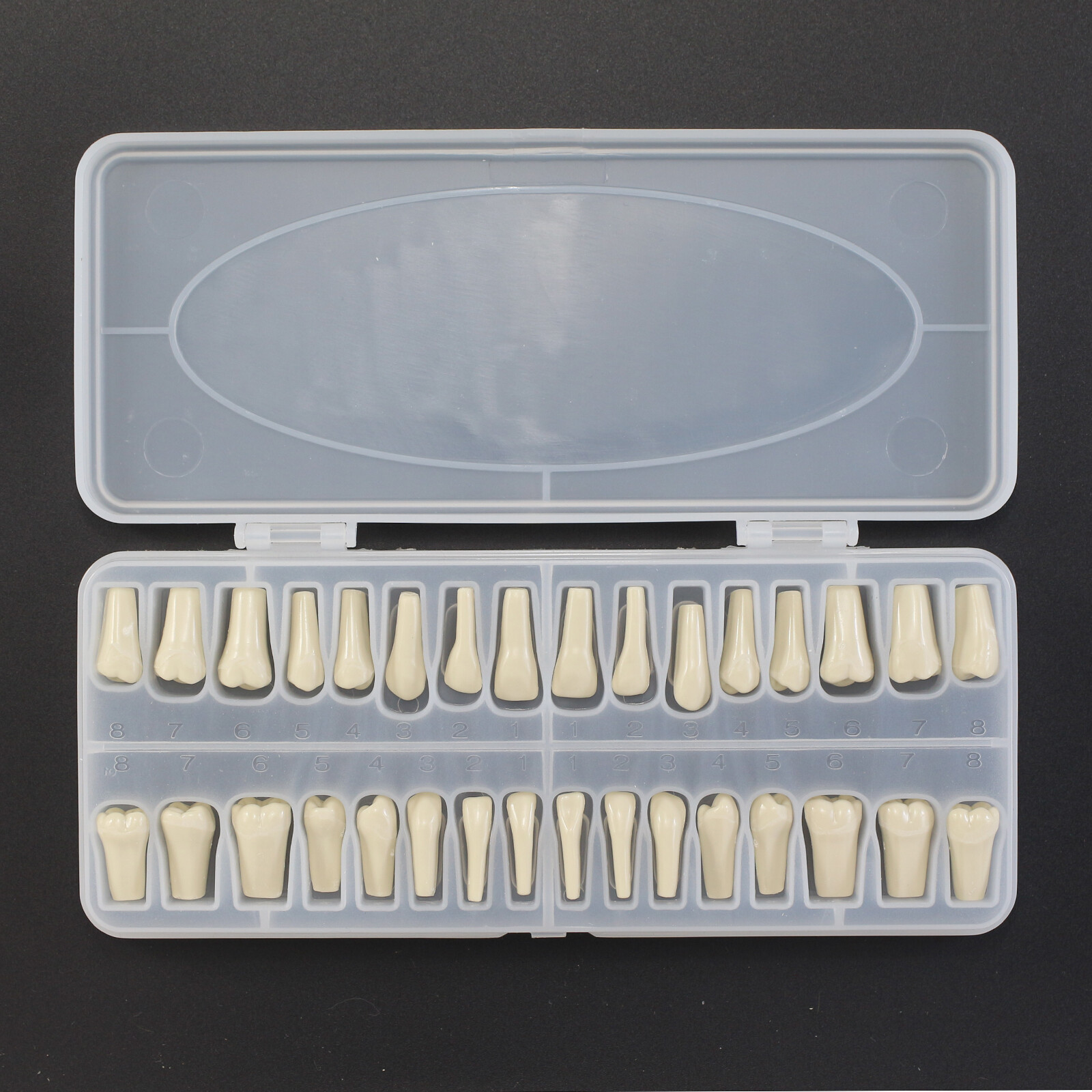 Dental Columbia 860 Style Typodont Model Mounting Pole Replacement Teeth 32 Pcs