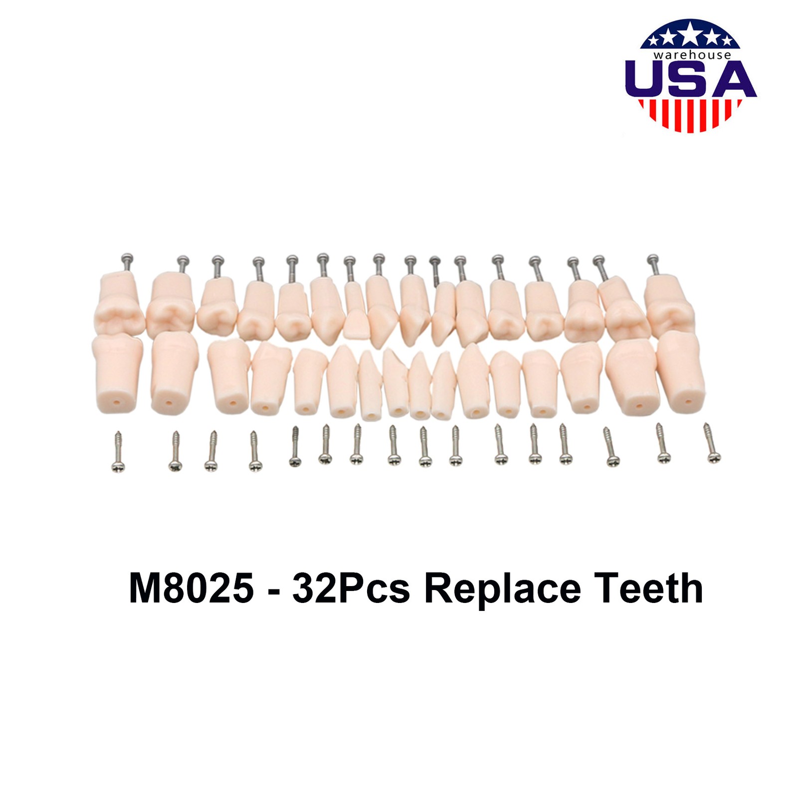 US Dental Overdenture/Implant/Orthodontic Typodont Ortho Training Teaching Model
