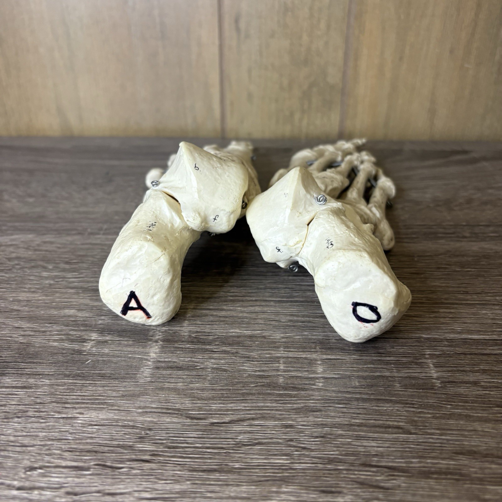 VTG Foot Feet Skeleton Anatomical Model Left Right Adult Podiatrist Med Student
