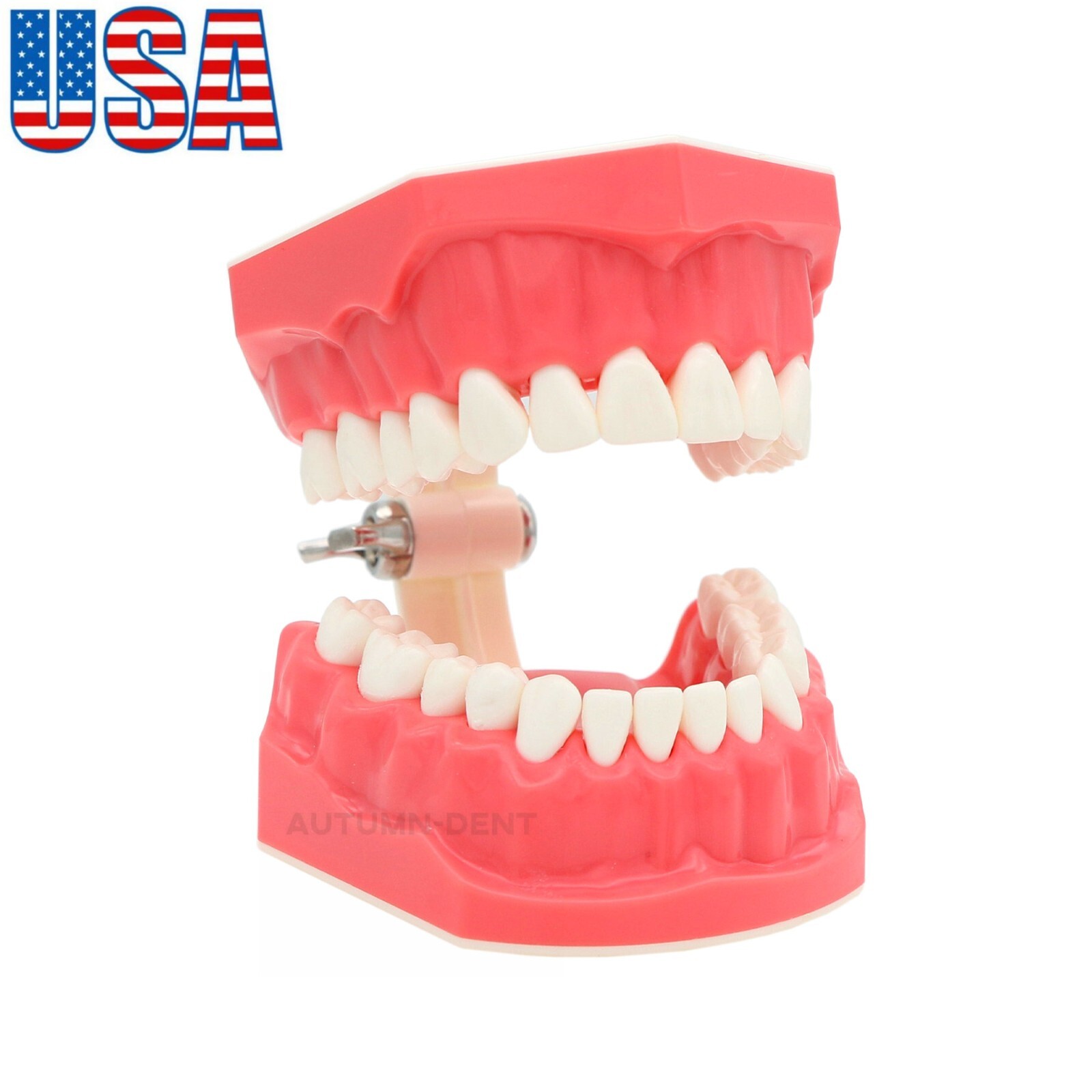US Dental Teach Typodont Demonstration Teeth Model for Patient Study M7010-1/2