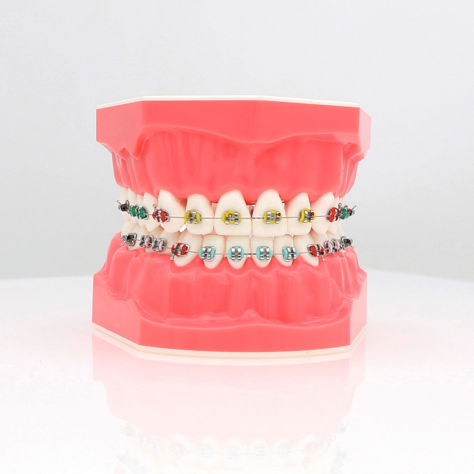 US Dental Teach Typodont Demonstration Teeth Model for Patient Study M7010-1/2