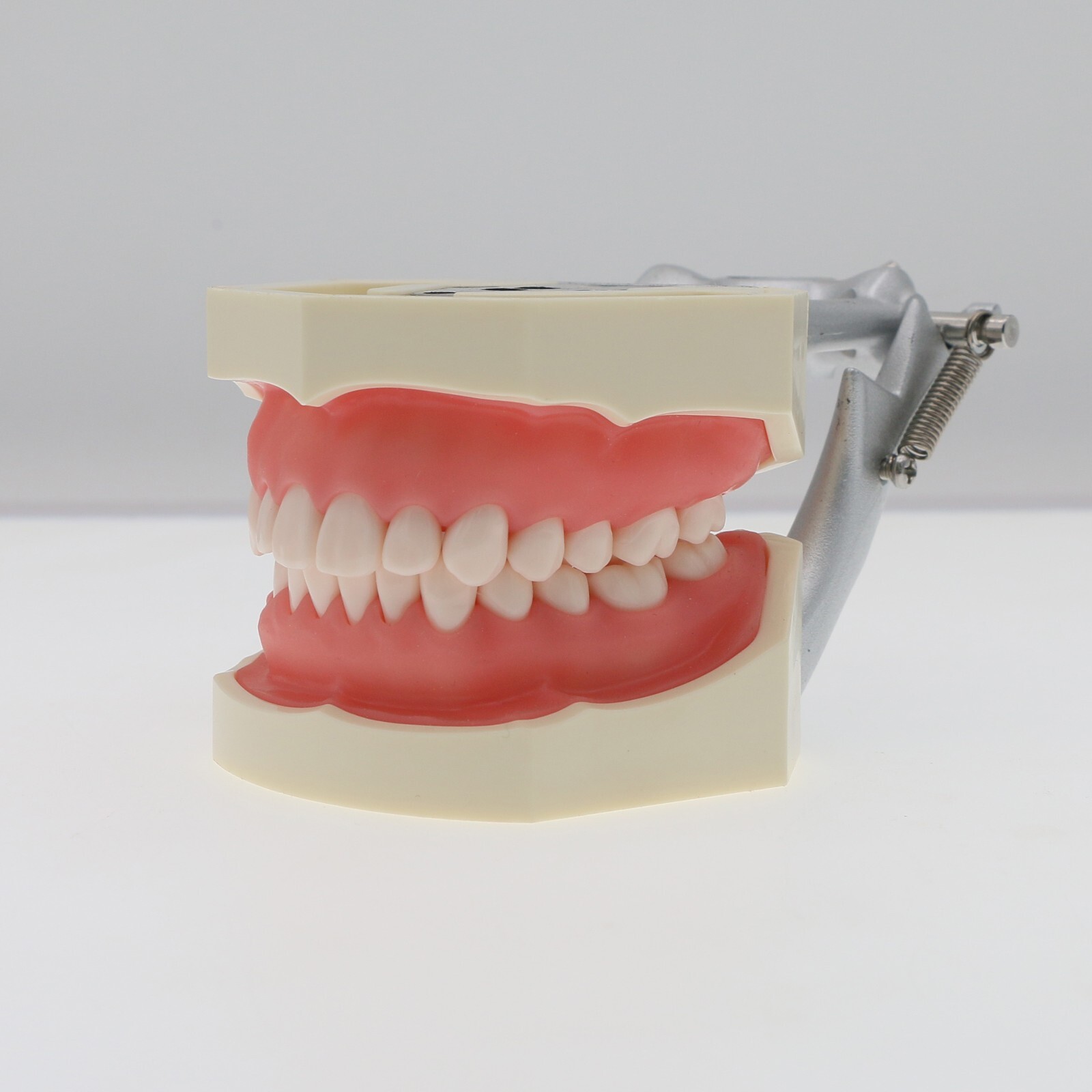 US Kilgore Nissin 200 Type Dental Typodont Model 28 pcs Removable Teeth M8011