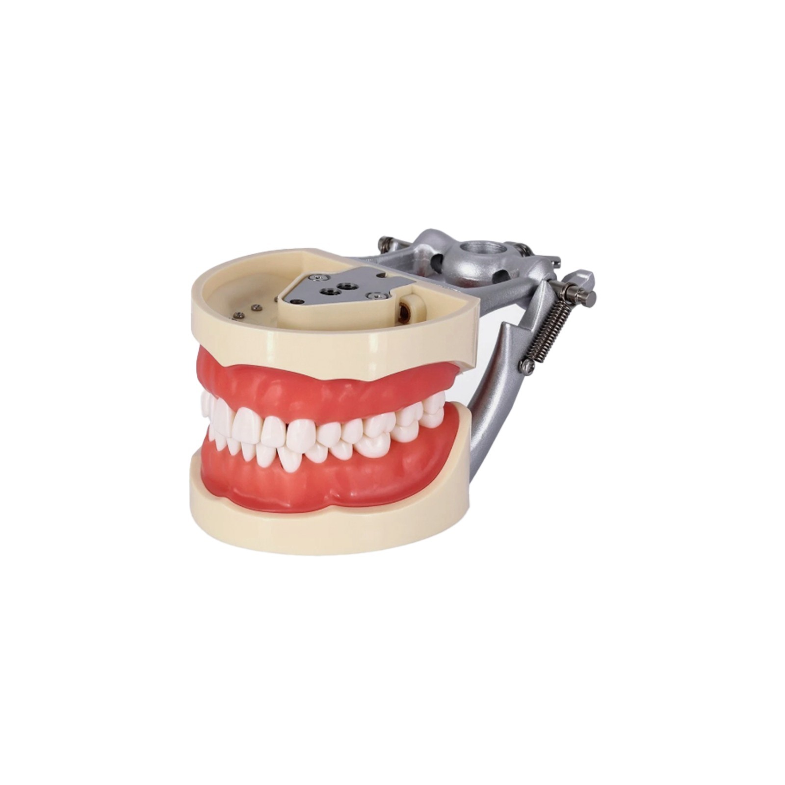US Dental Typodont Teeth Models fit Kilgore NISSIN 200/500 Type & Columbia 860