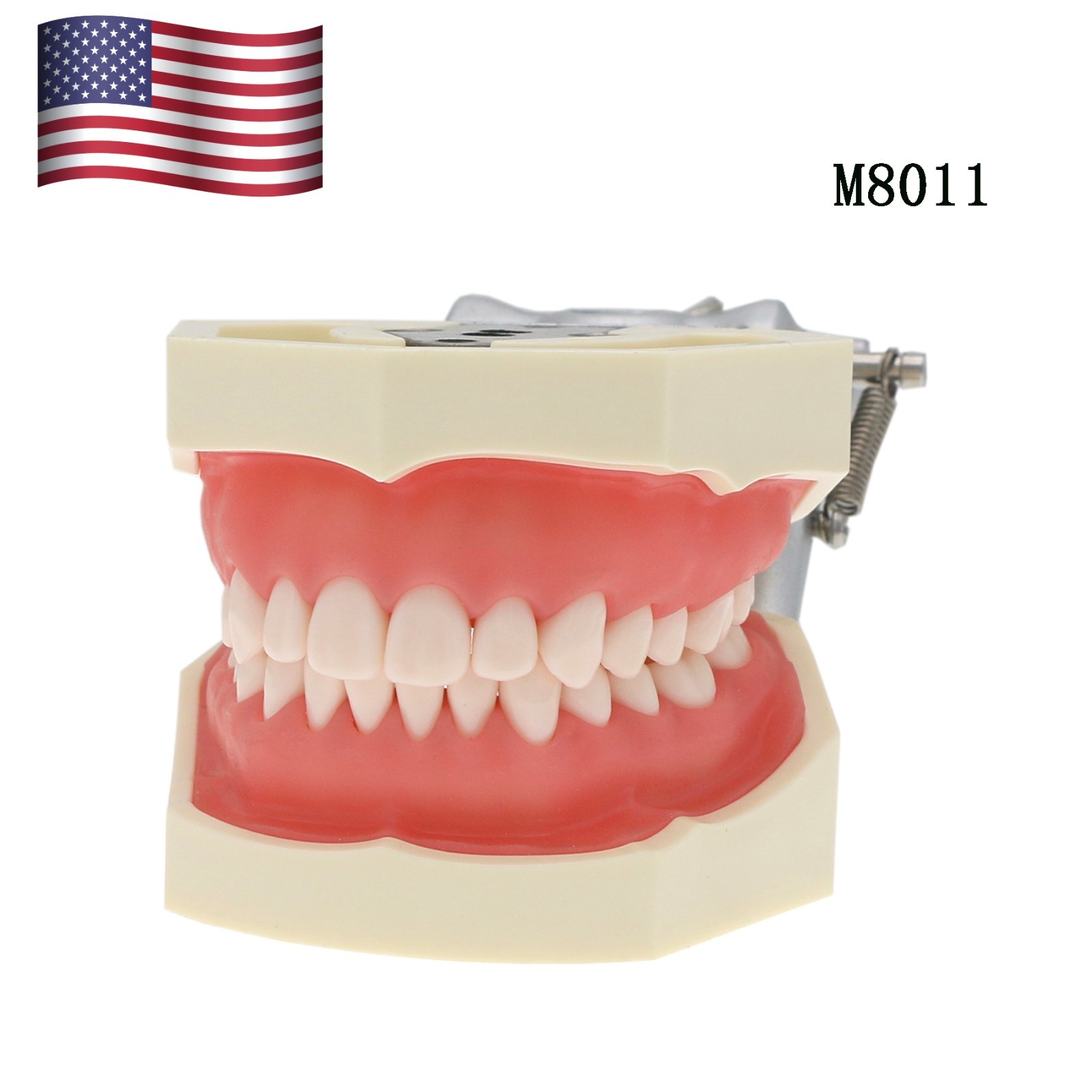 US Dental Typodont Teeth Models fit Kilgore NISSIN 200/500 Type & Columbia 860