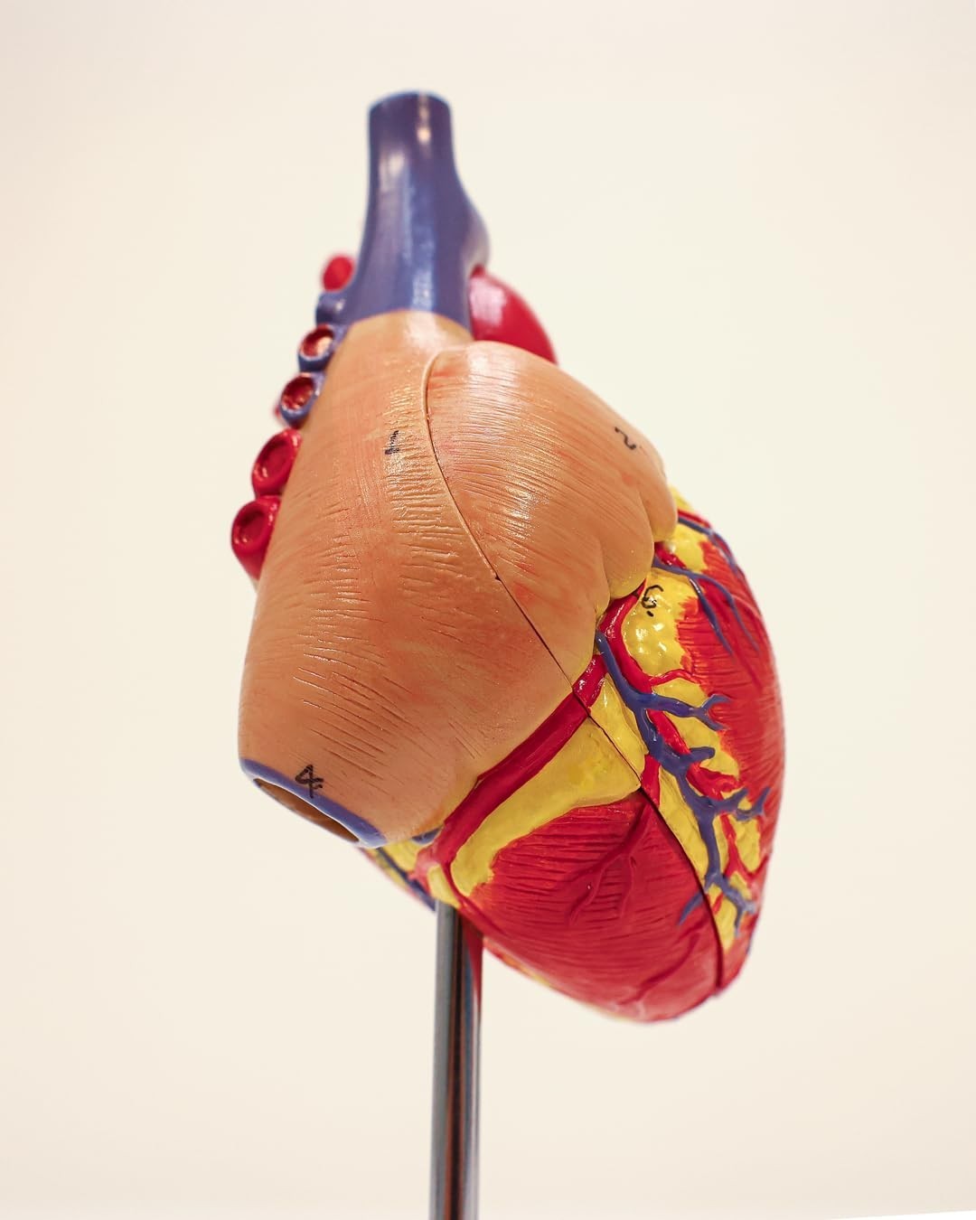 Professional Medical Heart Model with Study Guide