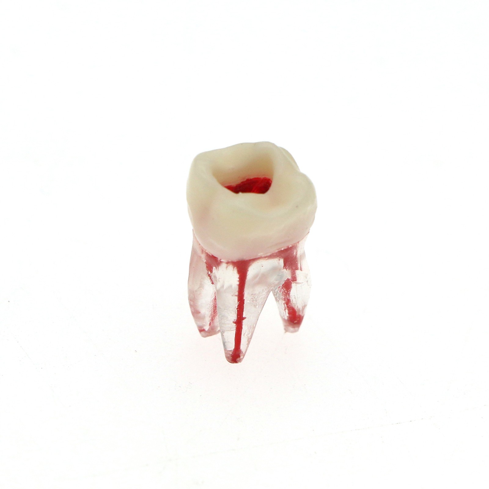 5Pcs Dental Endodontic Root Canal RCT Practice Pulp Cavity Endo Teeth Tooth 8007