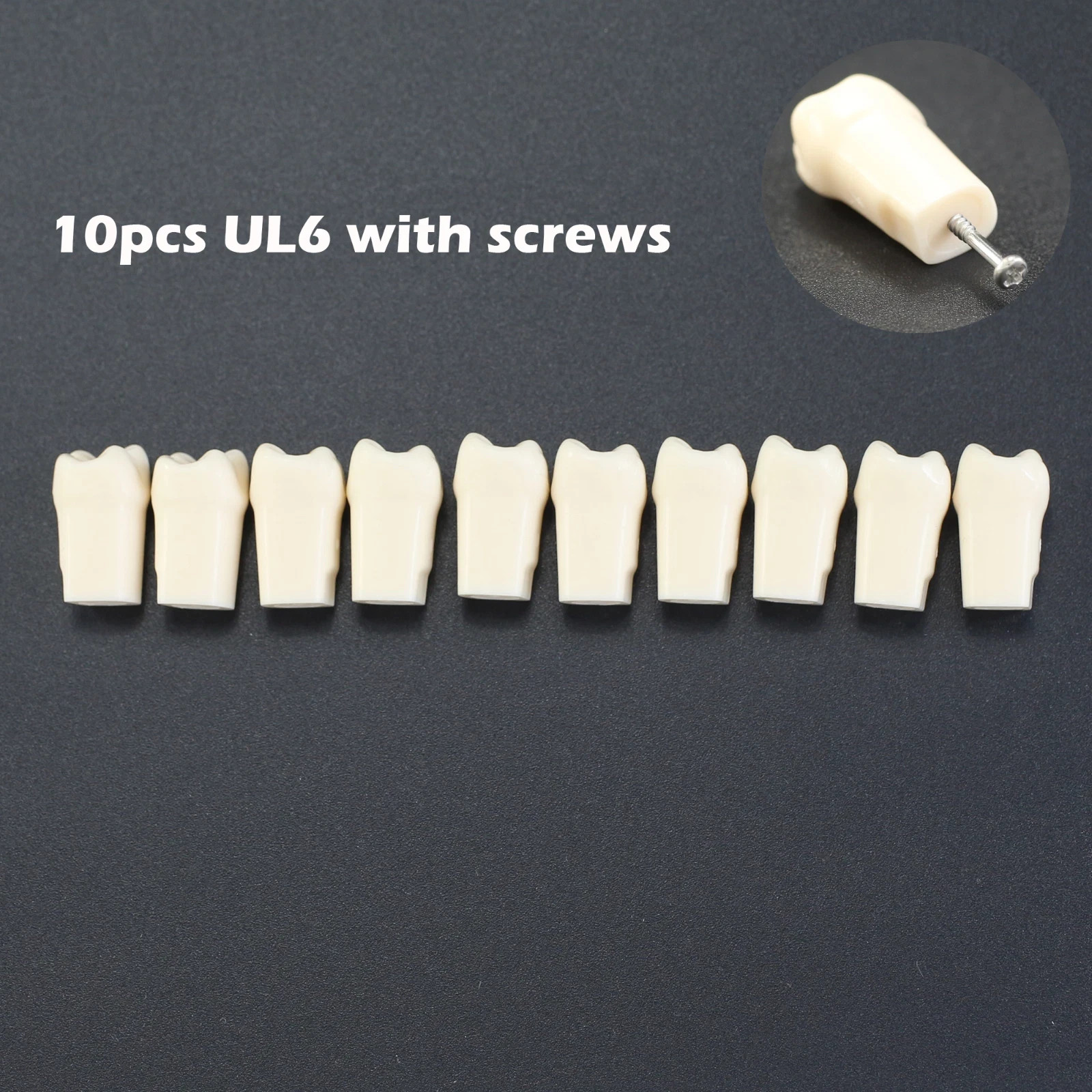 Kilgore NISSIN 200 Dental Typodont Individual Teeth Replacement for 32 Teeth