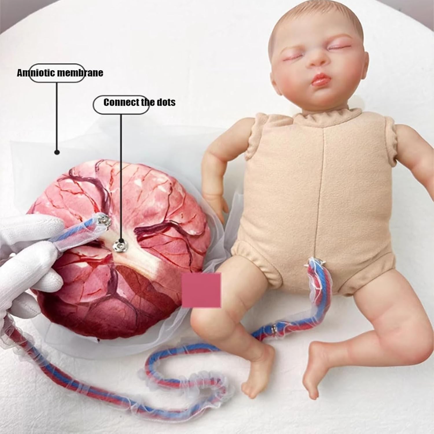 Female Childbirth Model Midwifery Training Pelvis Baby Birth Simulation Teaching