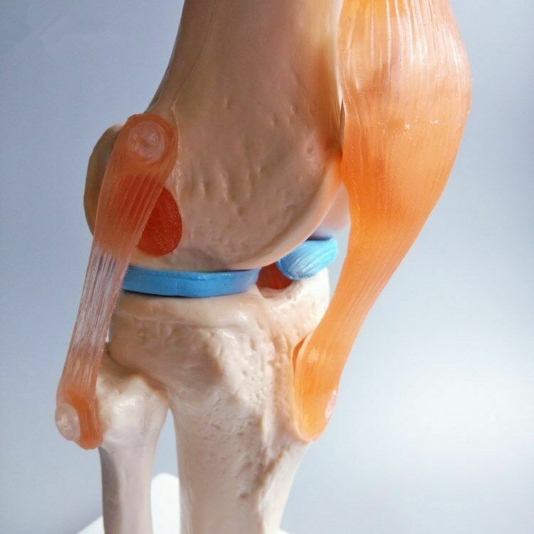 Human Life-Size Knee Joint Anatomical Model With Ligament Medical Anatomy Model