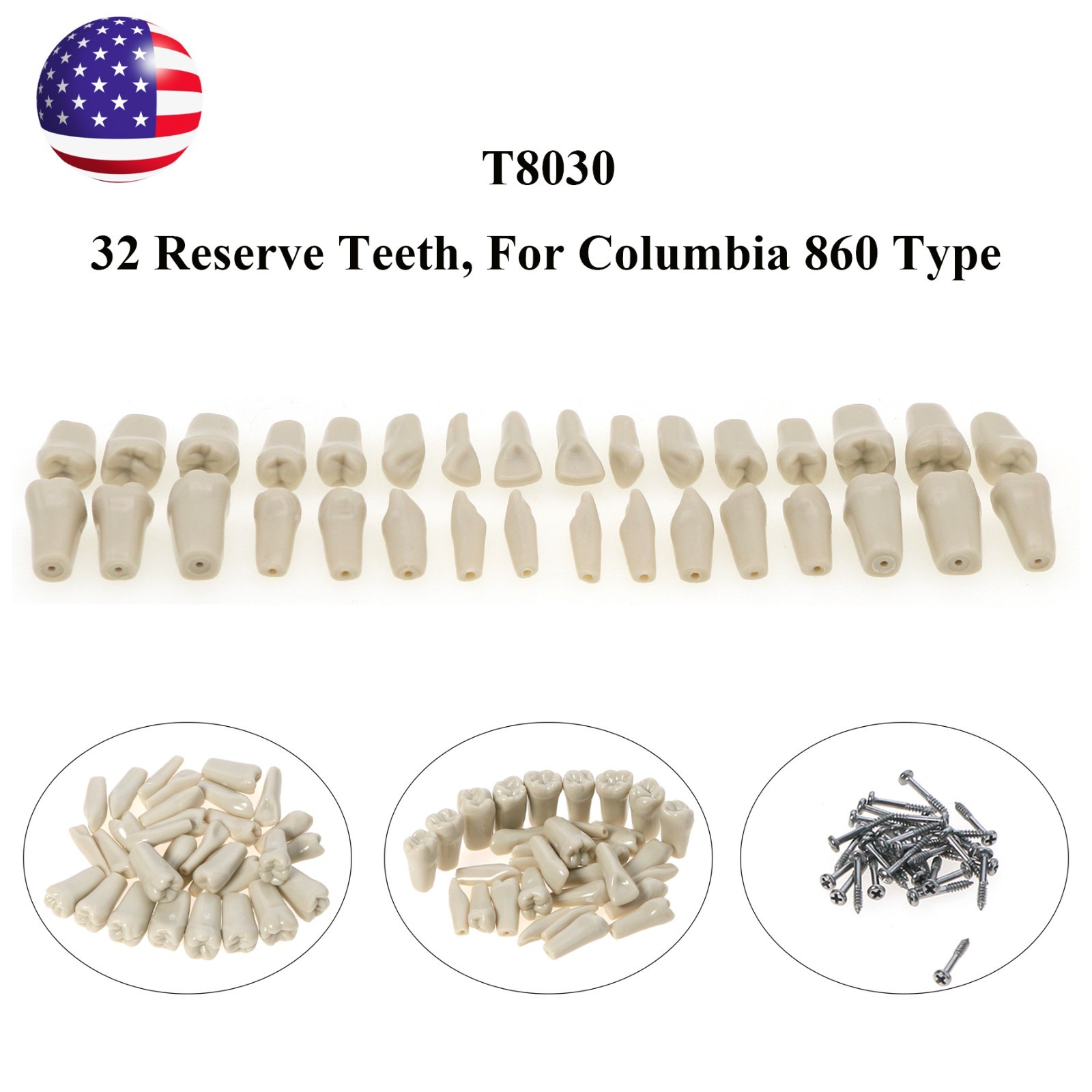 US Columbia 860 Type Dentoform Dental Typodont Model with 32Pcs Removable Teeth