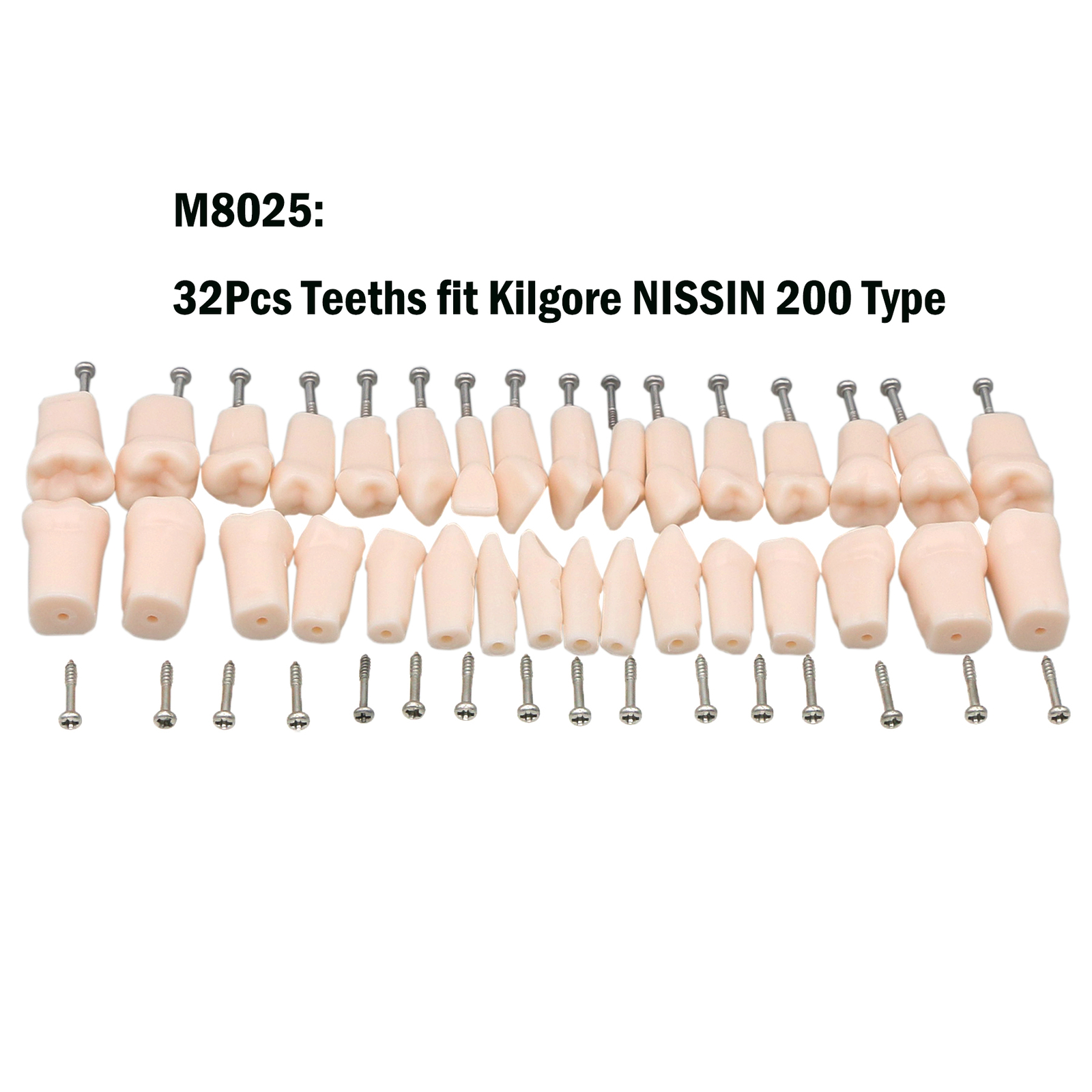Dental Screw-in Teeth Typodont Model Kilgore NISSIN 200/500 Type With Removable