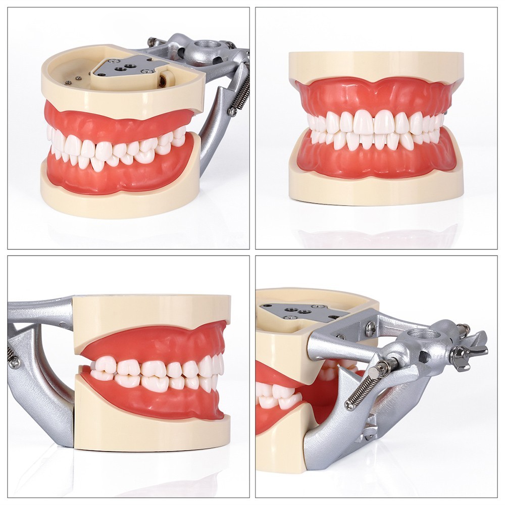 Dental Typodont Model With Removable Screw-in Teeth Anatomical Screw Mounted