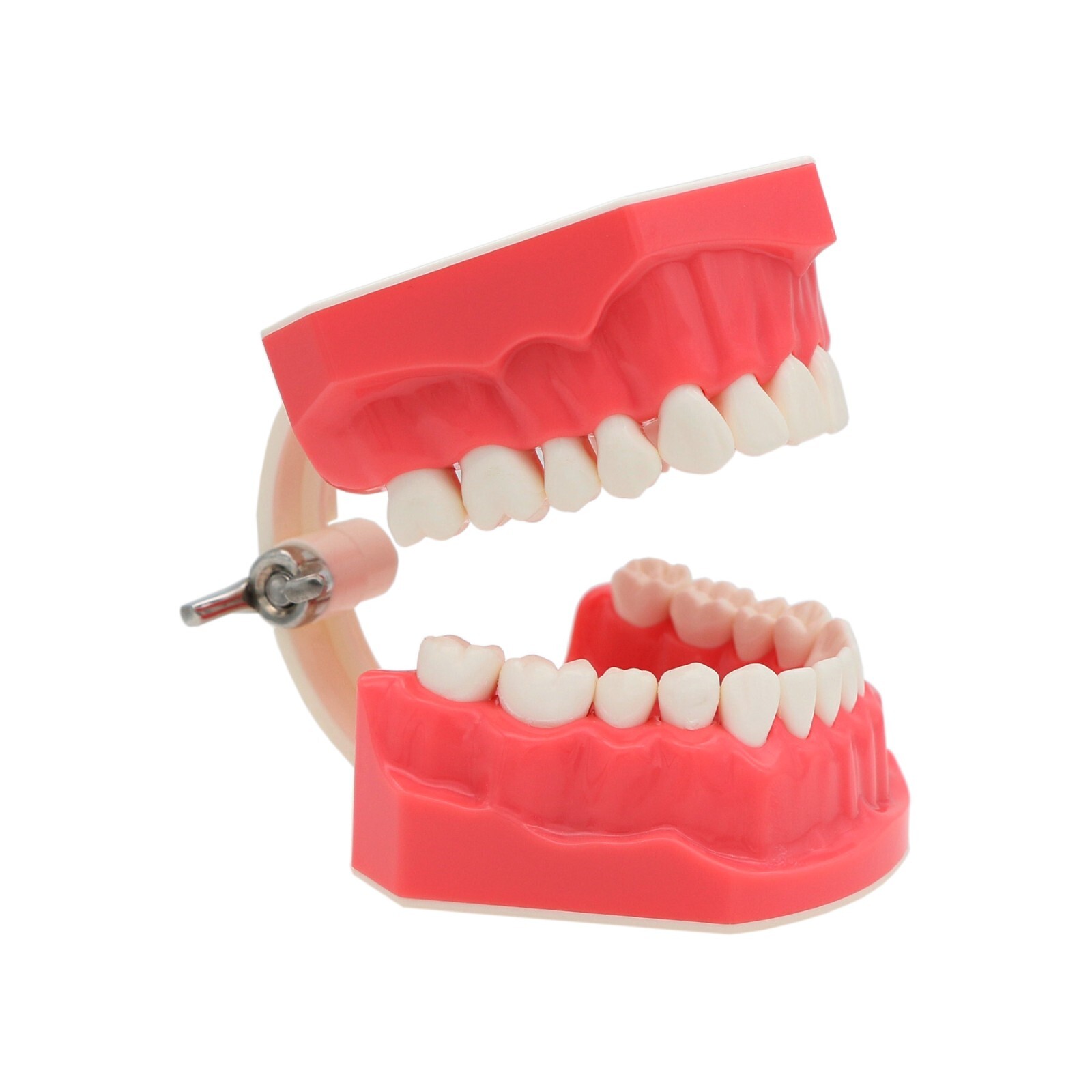 US Dental Teach Typodont Demonstration Teeth Model for Patient Study M7010-1/2