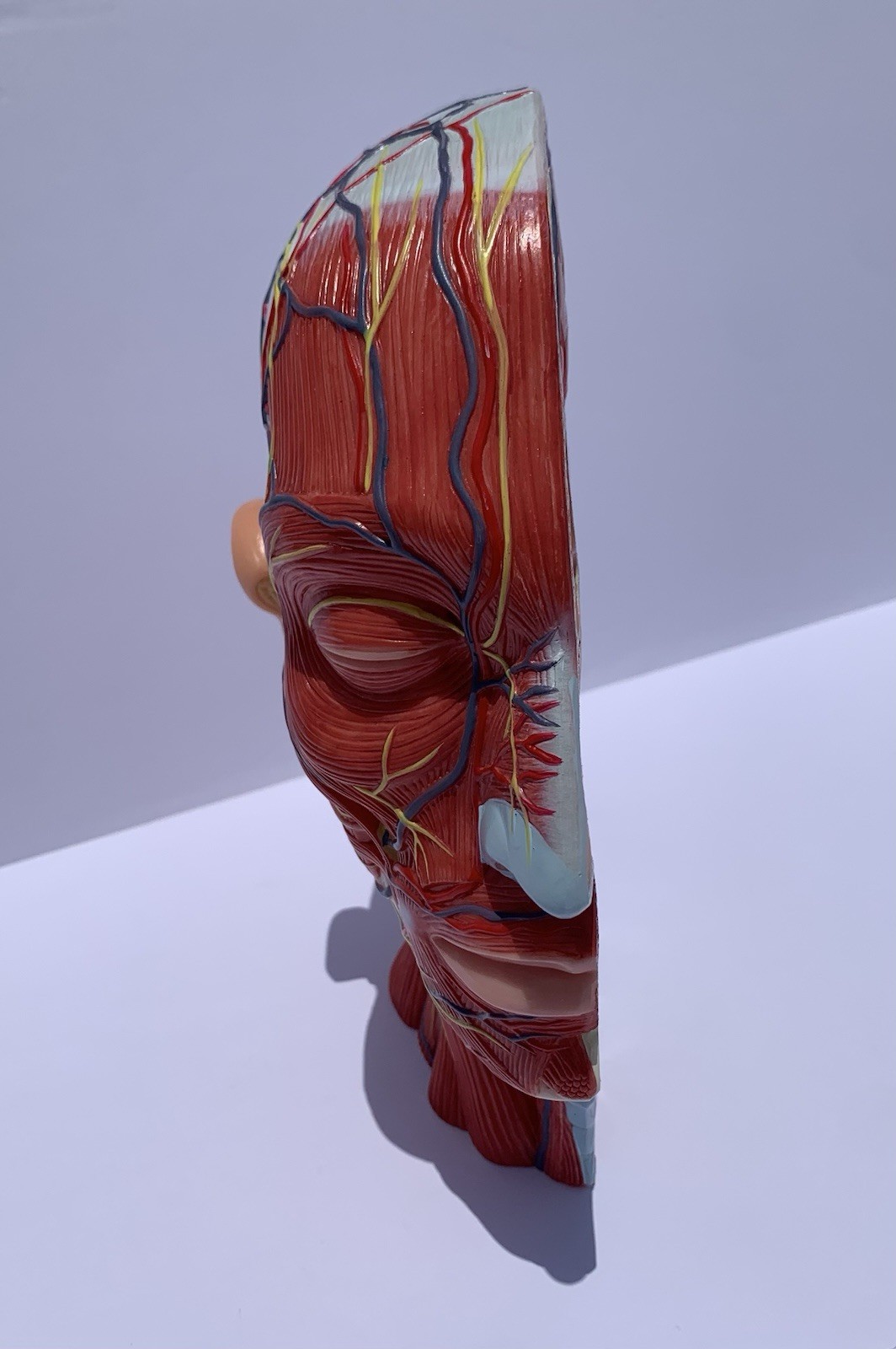 Life Size Human Half Head Anatomy Model Neurovascular Teaching Aid