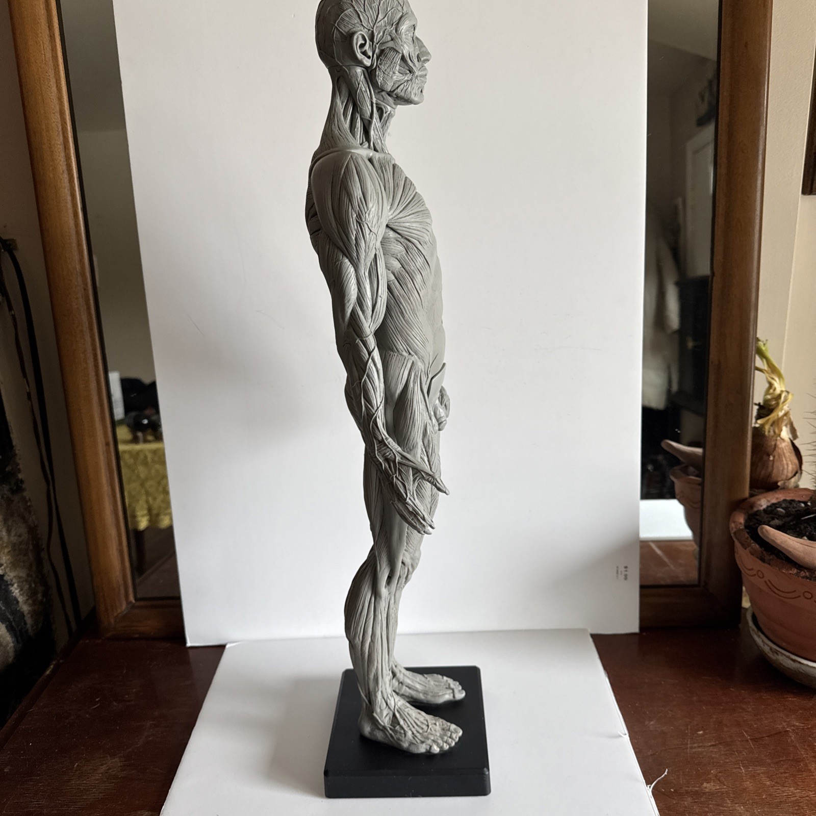 Andrew Cawrse Male Human Anatomy Model 2009 anatomy tools