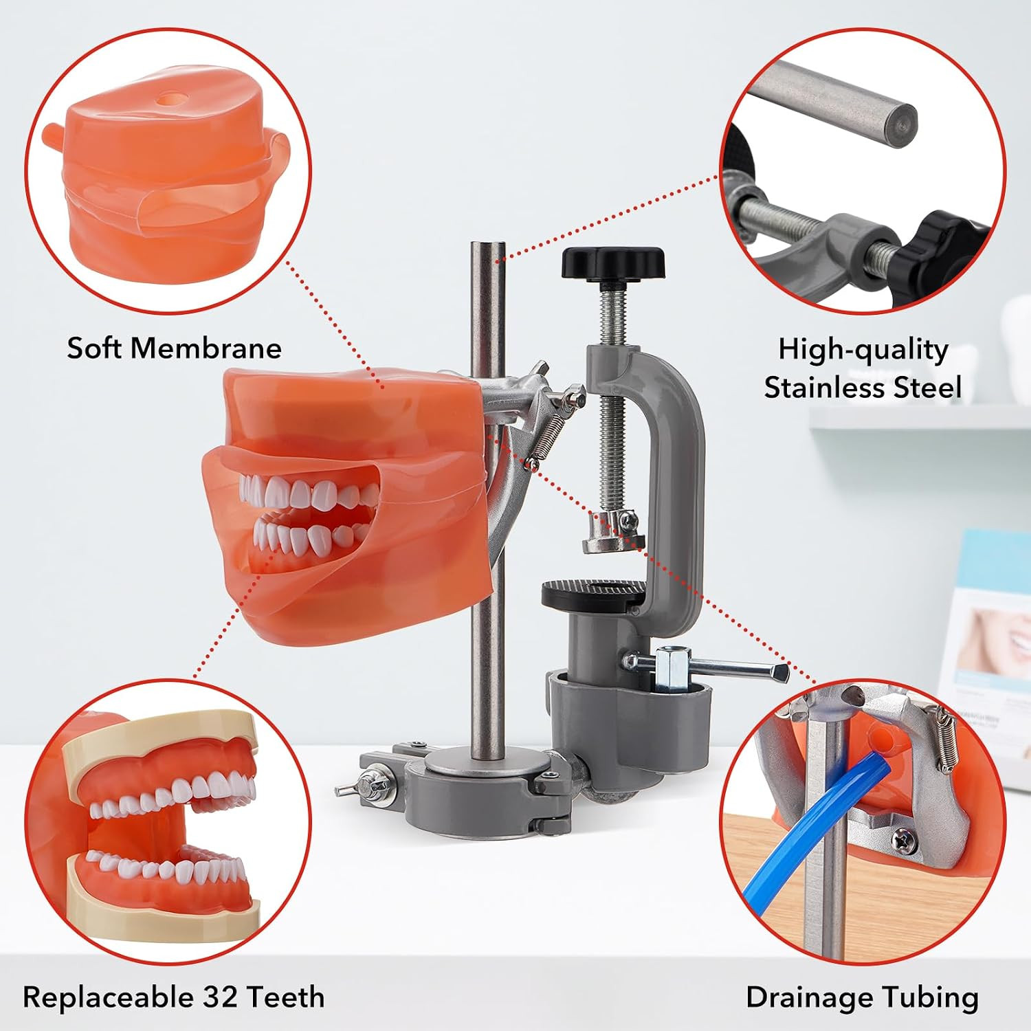 Dental Typodont Teeth Model 32 Removable Teeth 360 Rotating Training Mount Set