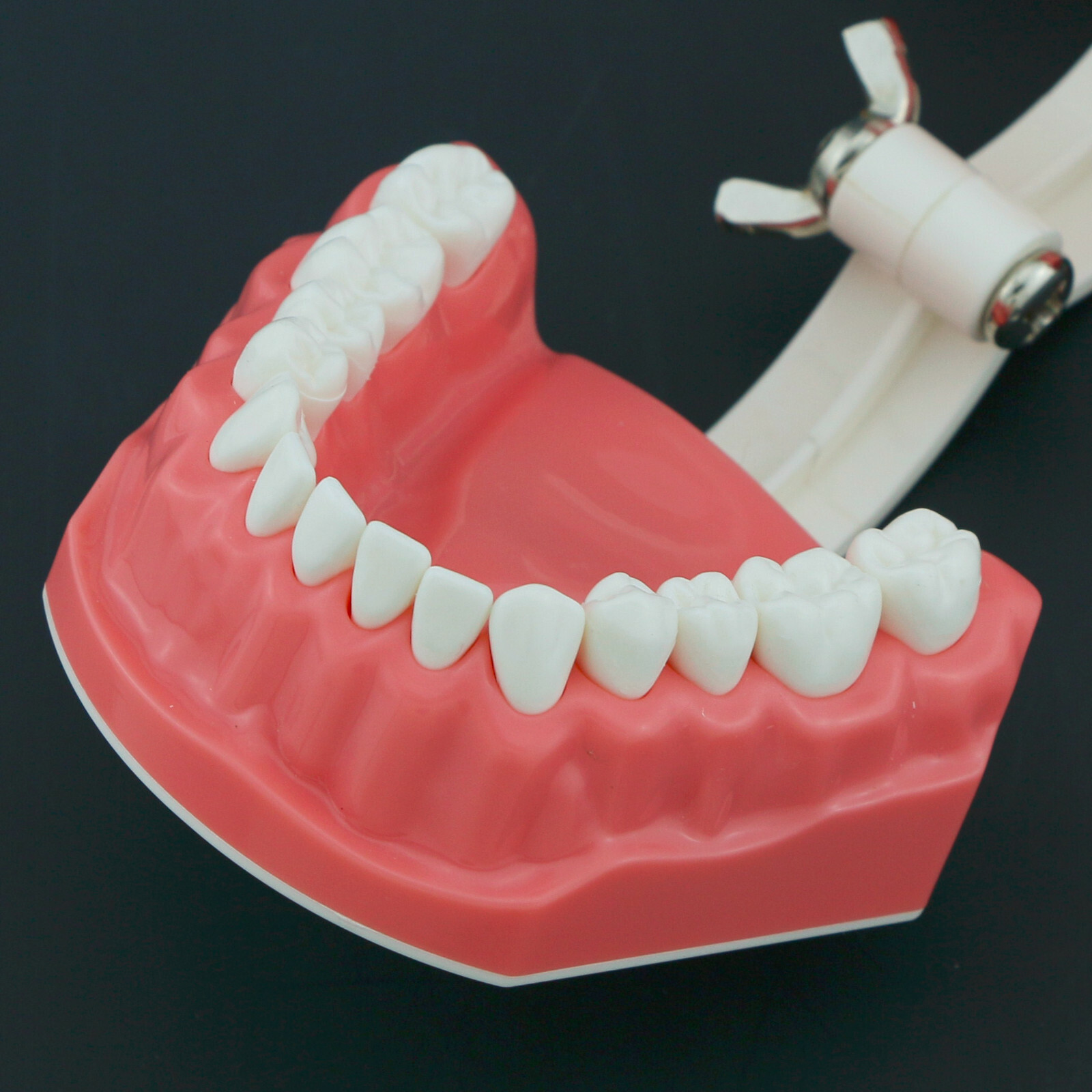 Dental Typodont Model Brushing Flossing Practice Teaching Studying Model M7010-1