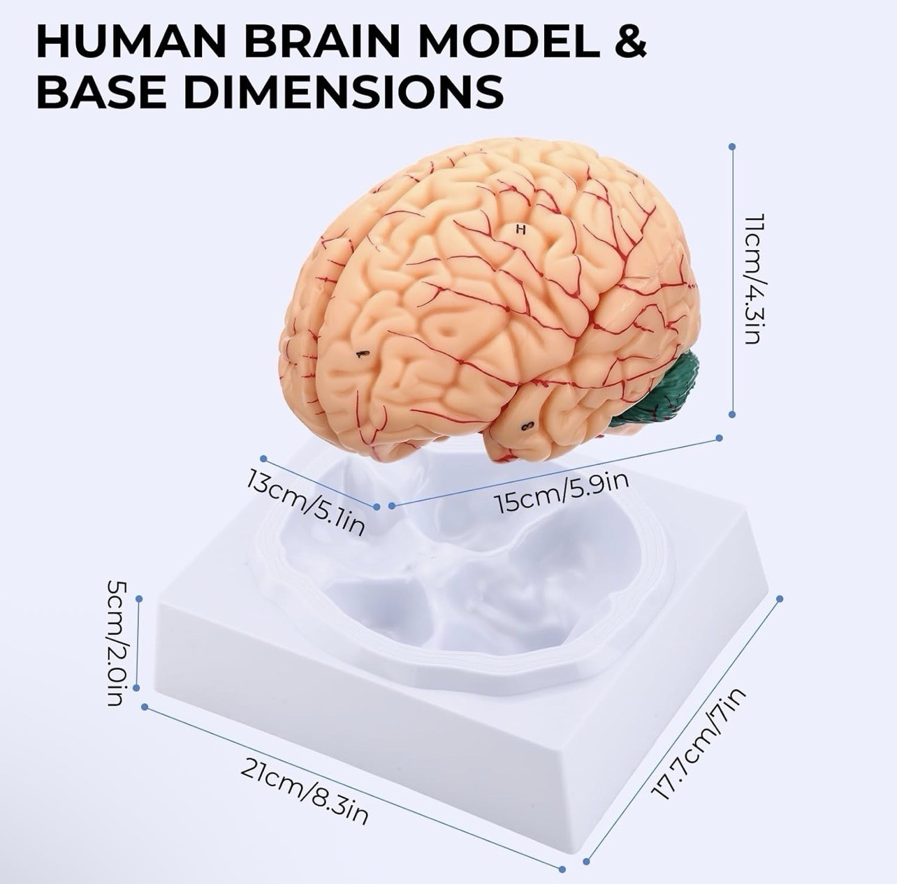 Human Brain Anatomy Model, 8-Part Life Size with Magnetic Detachable Structure