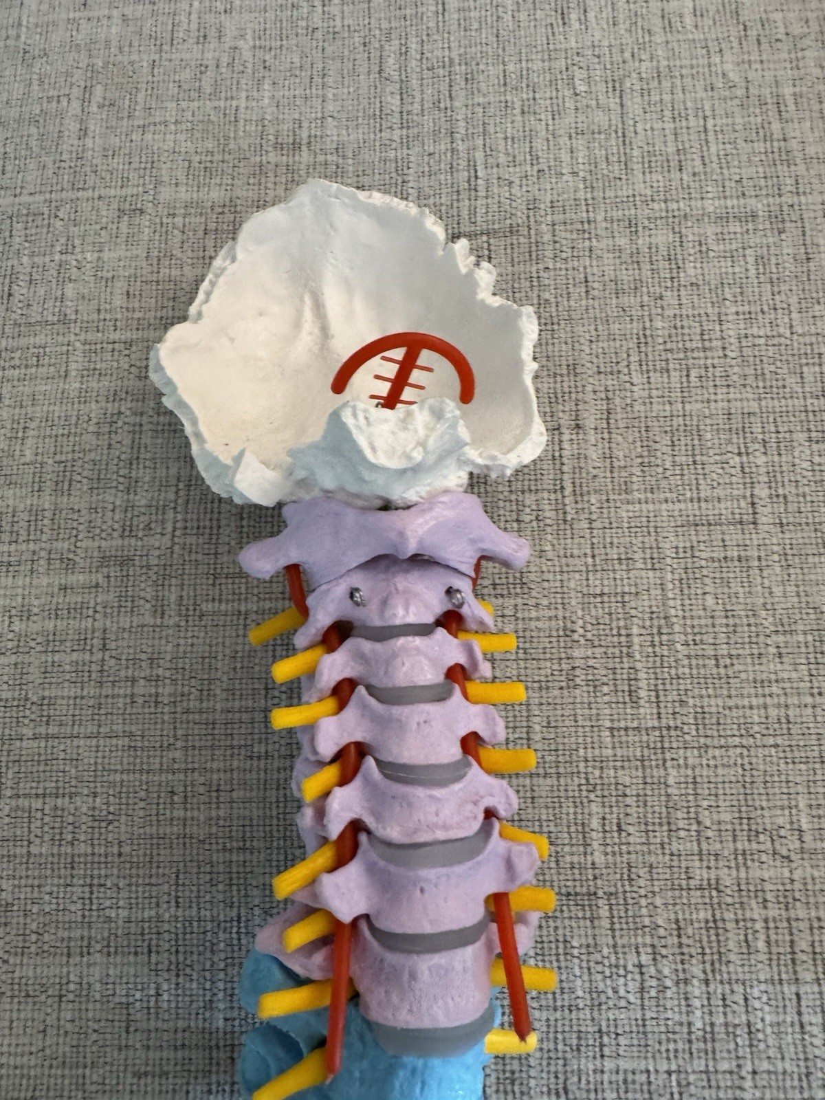 Life Size Human Spine Pelvis Skull Anatomical Model Medical Teaching 35 Inch