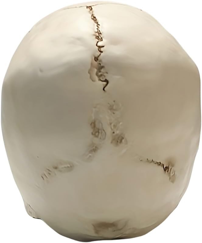 Lifesize 1:1 Human Skull Replica Resin Model Anatomical Medical Skeleton