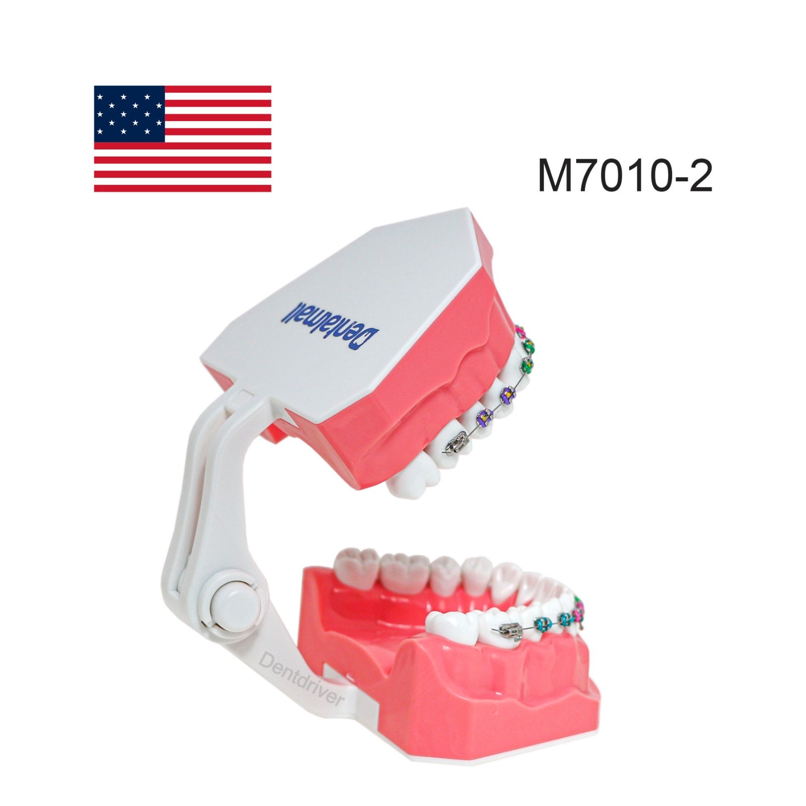 US M7010 Series Typodont M7010-1 Hygiene/M7010-2 Orthodontic Bracket Teeth Model