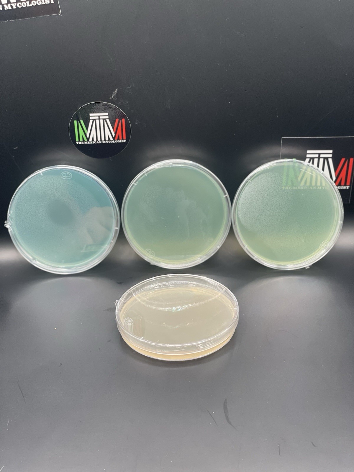 Set of 4 Petri Dishes with Culture Media for Biological Laboratory Mycology
