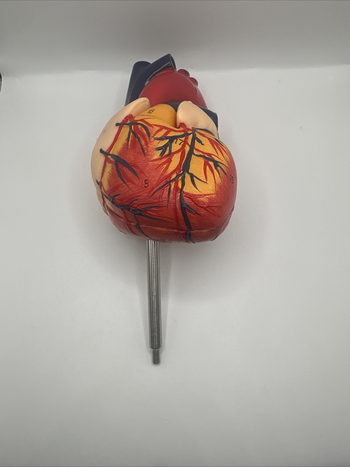 Anatomical Human Heart LifeSize 1:1 Model Medical Teaching Patient No Stand Used