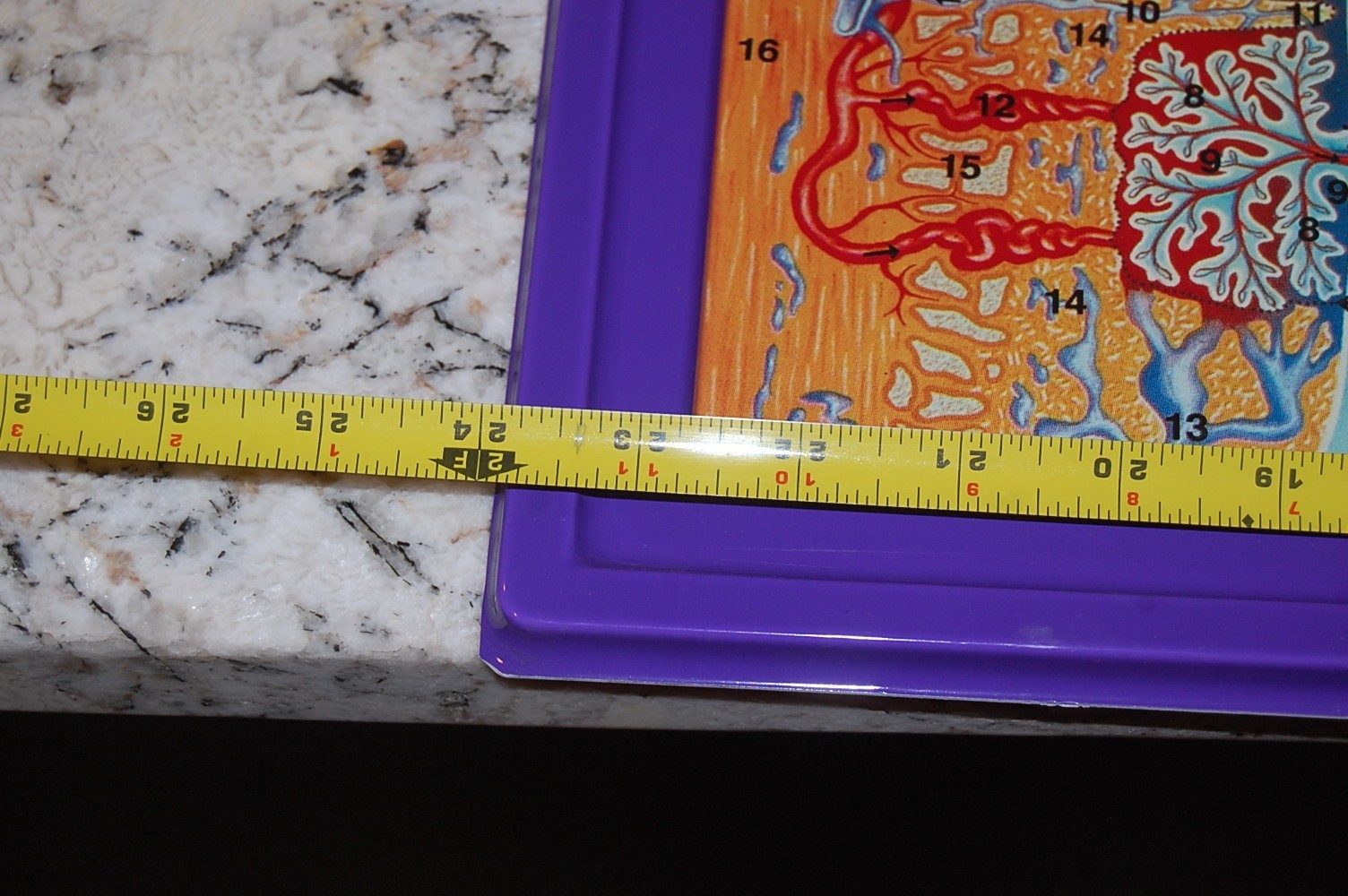 Full Term Fetus Model Activity Set – 24″ x 18″ HUBBARD