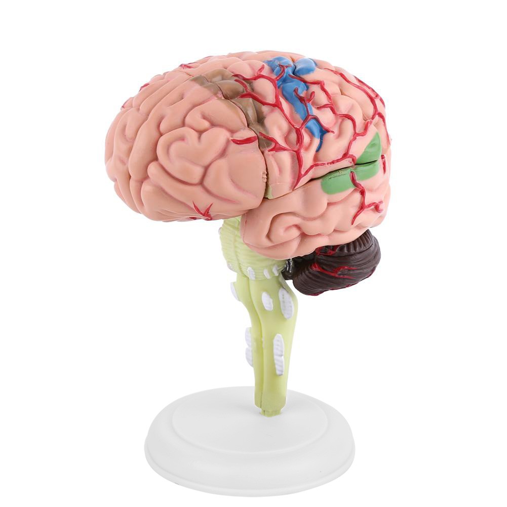 Anatomical Brain Model High Quality Assembling Tool Training Premium