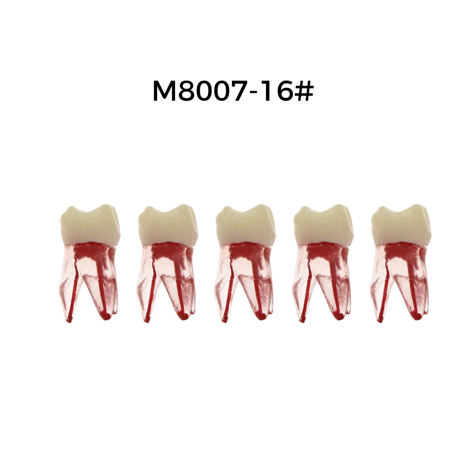 5Pcs Dental Endodontic Root Canal RCT Practice Pulp Cavity Endo Teeth Tooth 8007