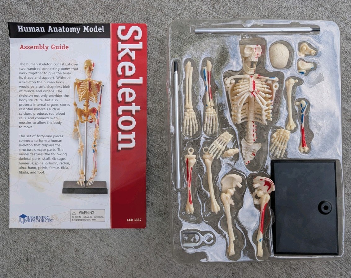 Learning Resources Human Anatomy Model Skeleton 41pc w/ Stand LER 3337 Lab