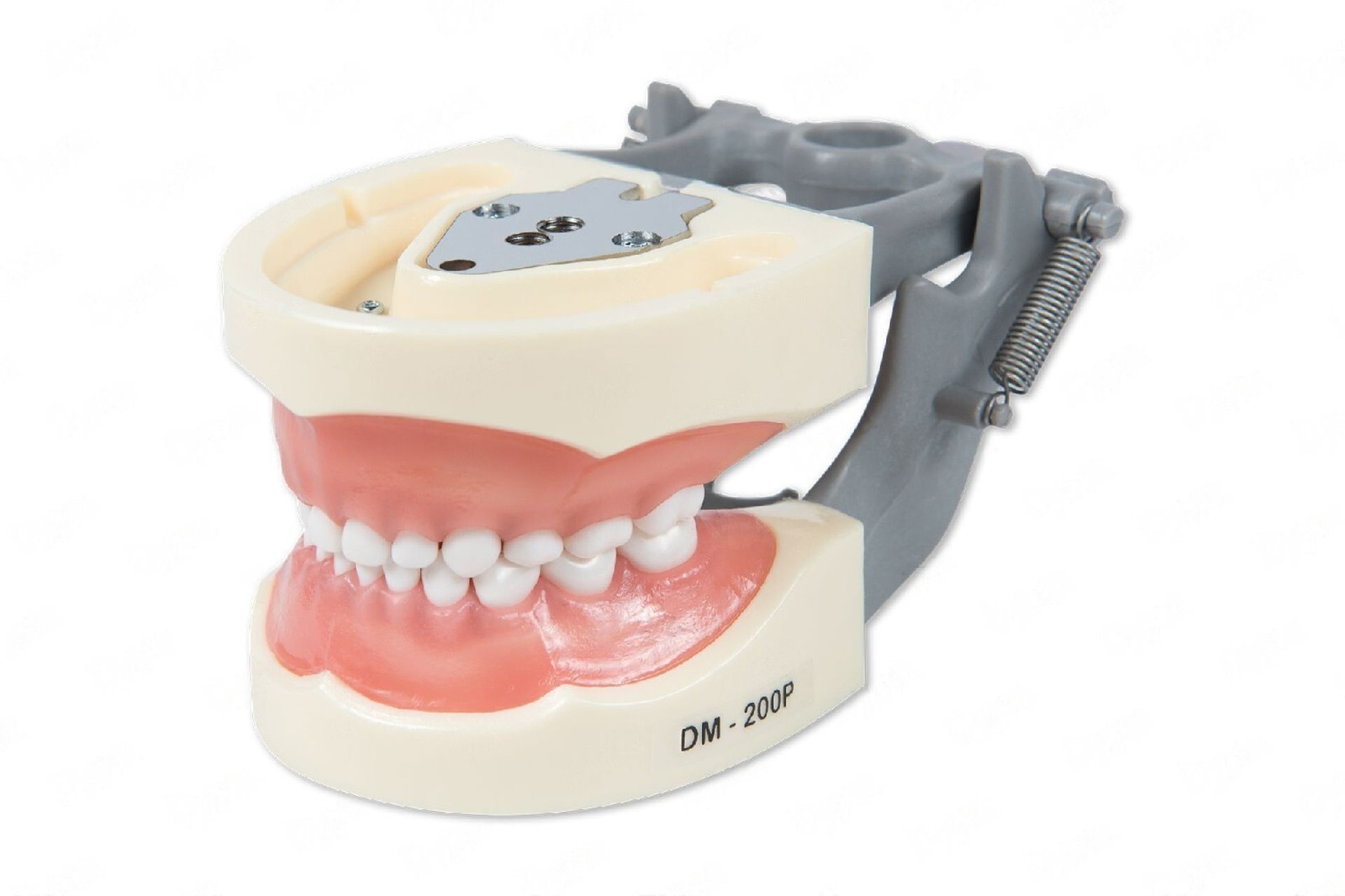 Dental Typodont Model 200P Compatible w/ Nissin Teeth