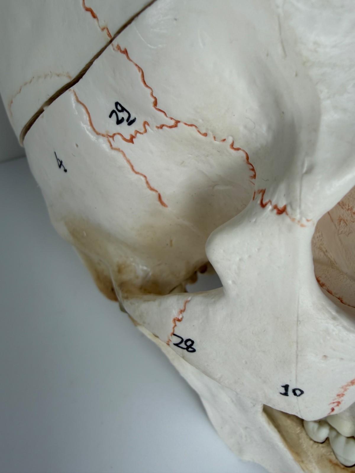 Walter Products Inc. B10221 Numbered Human Skull 3-Parts
