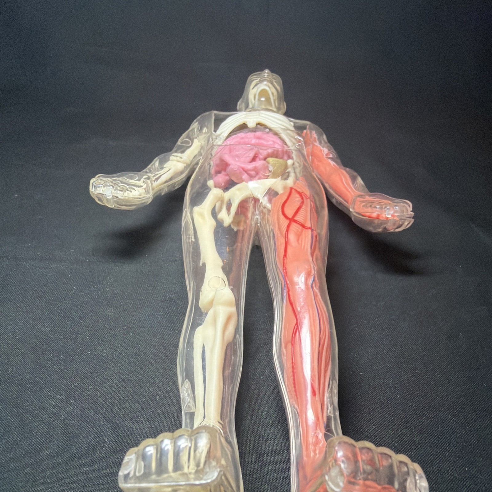 Vintage Human Body Model Anatomy Heart Brain Skeleton Muscles Lungs Student 13″
