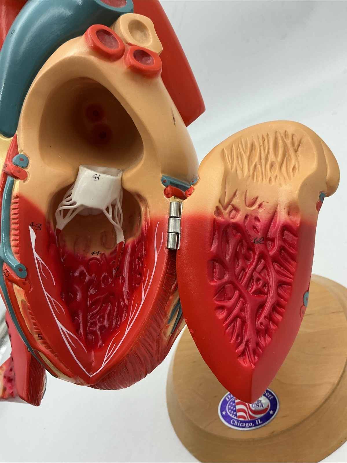 Denoyer Geppert Heart of America 0140-00 Anatomical Model Anatomy