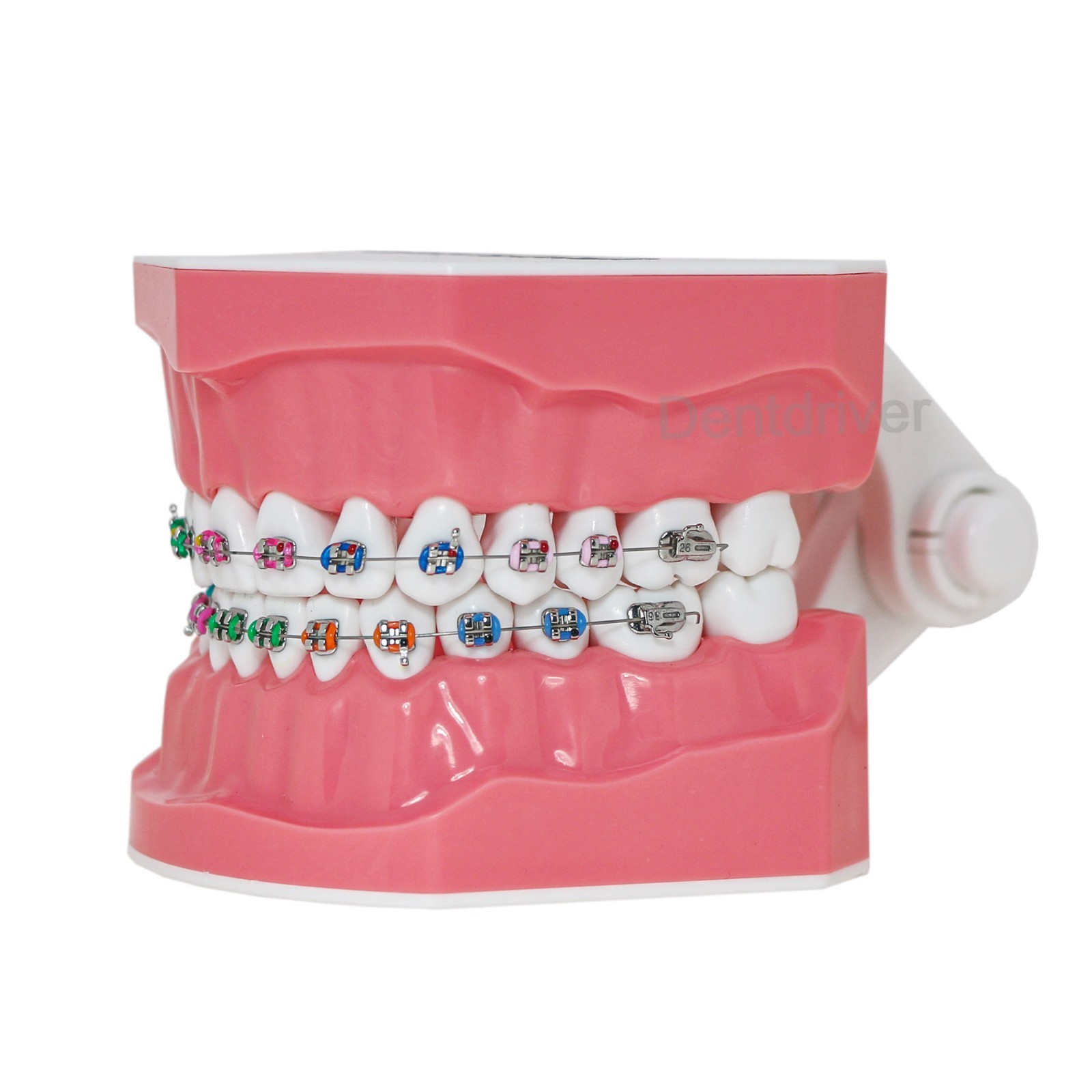 US Orthodontic Typodont 1:1 Teeth Model M7010-2 Fixed Brackets Braces Teaching