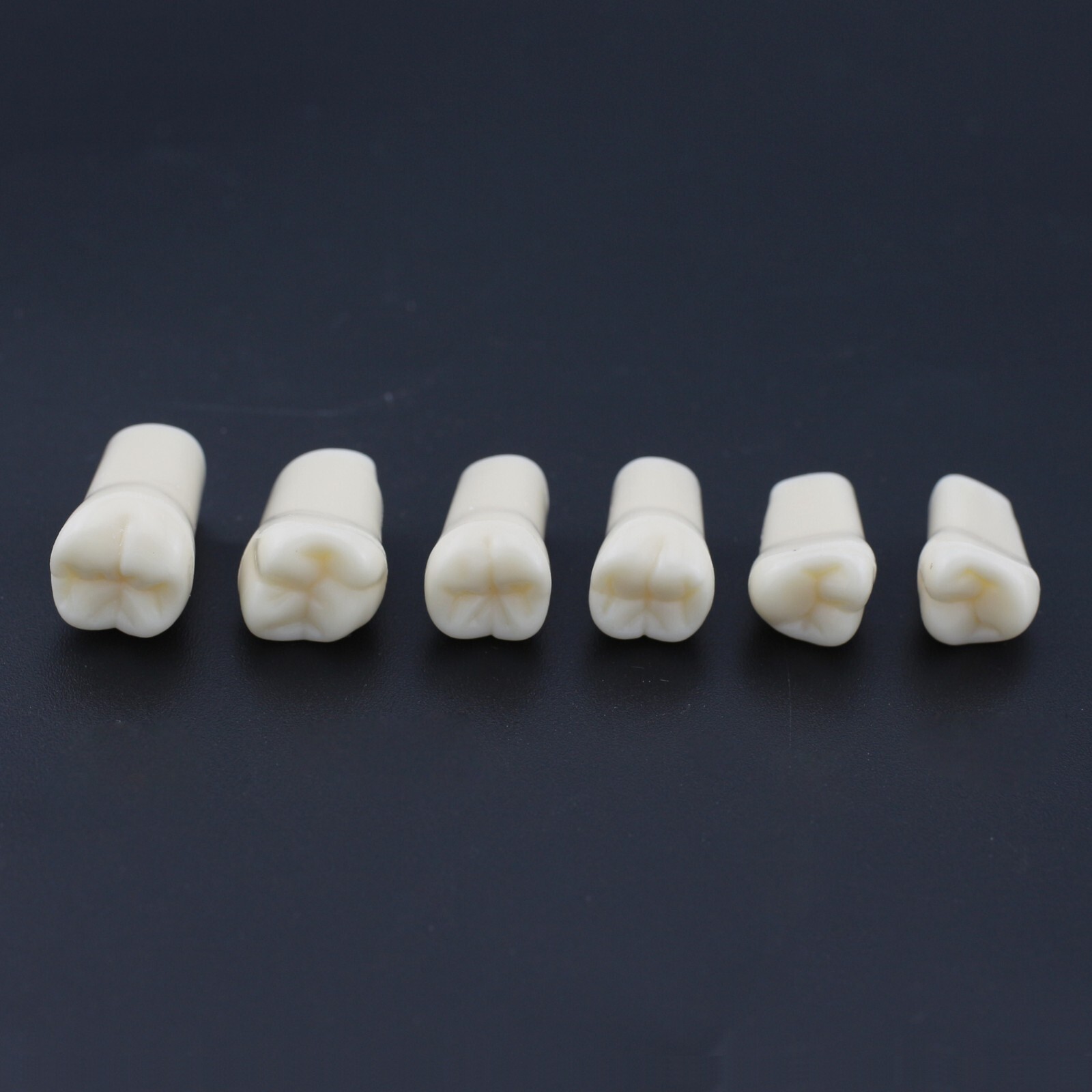 US Kilgore Nissin 200 Type Dental Typodont Model 32pcs Removable Teeth