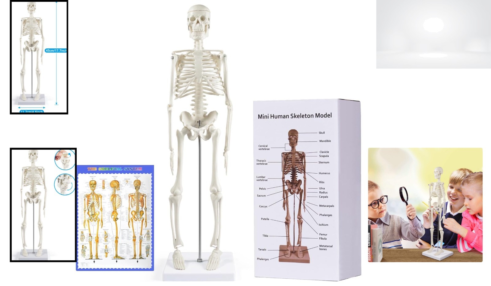 Human Skeleton Model 17” Mini Anatomy Movable Limbs Educational Science Tool