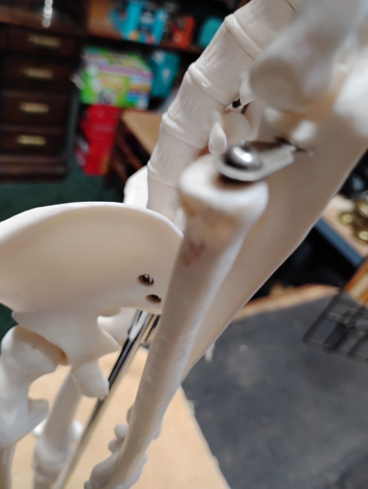 Medical Skeleton Model 33″ tall. Used in Good Condition.