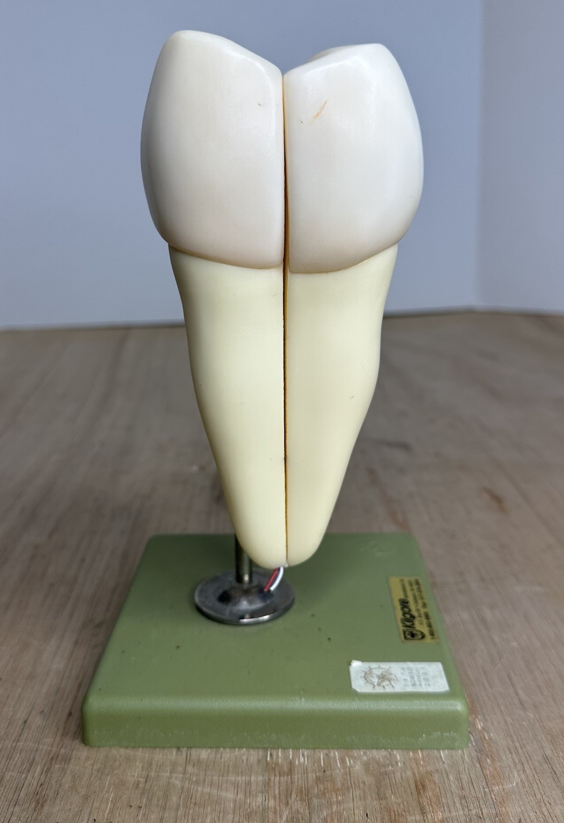 VTG SOSMO TOOTH ANATOMICAL MODEL DISPLAY DENTAL DENTISTRY EDUCTATIONAL GERMANY