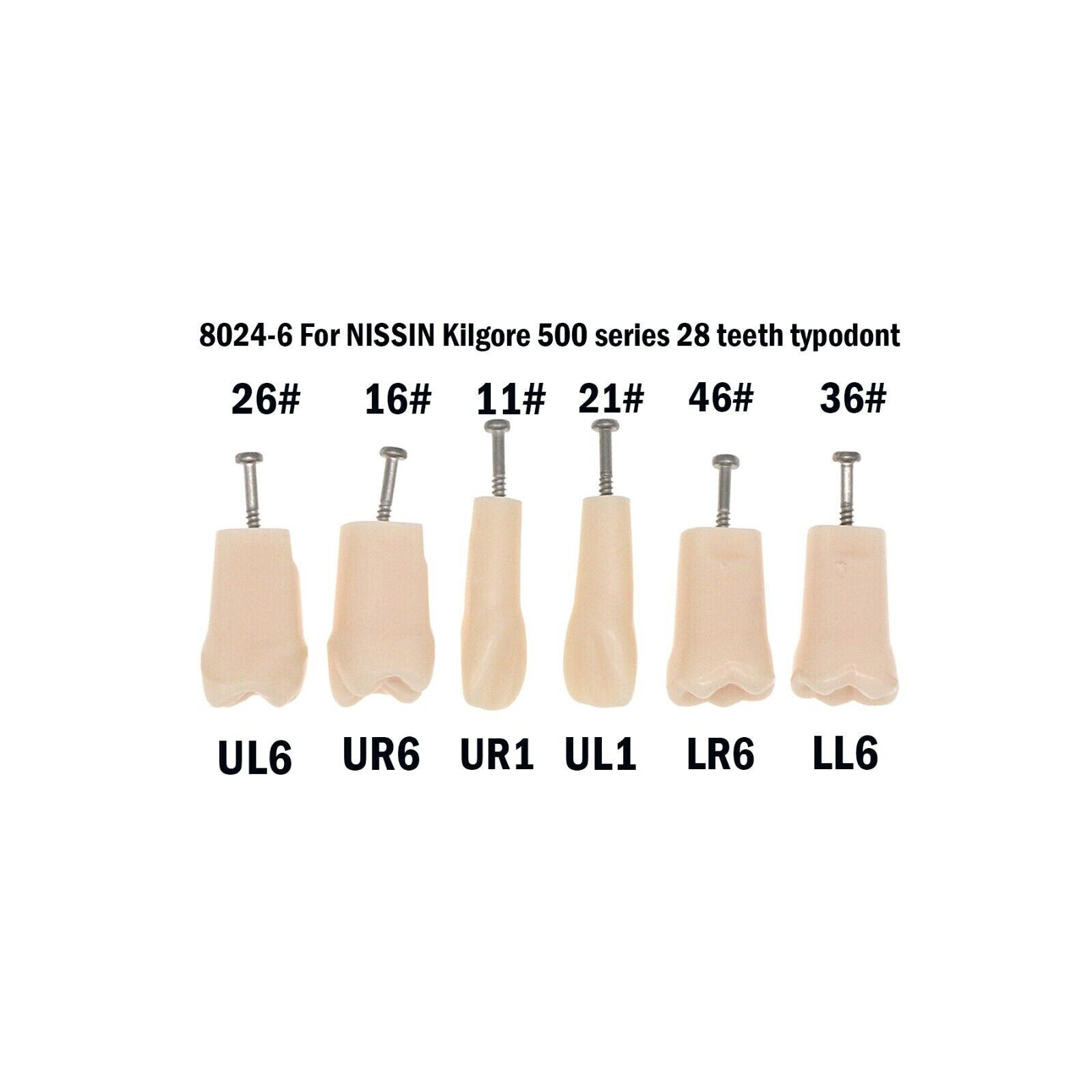 Dental Typodont Teeth Model fit Kilgore NISSIN 200/500 Type With Removable Teeth