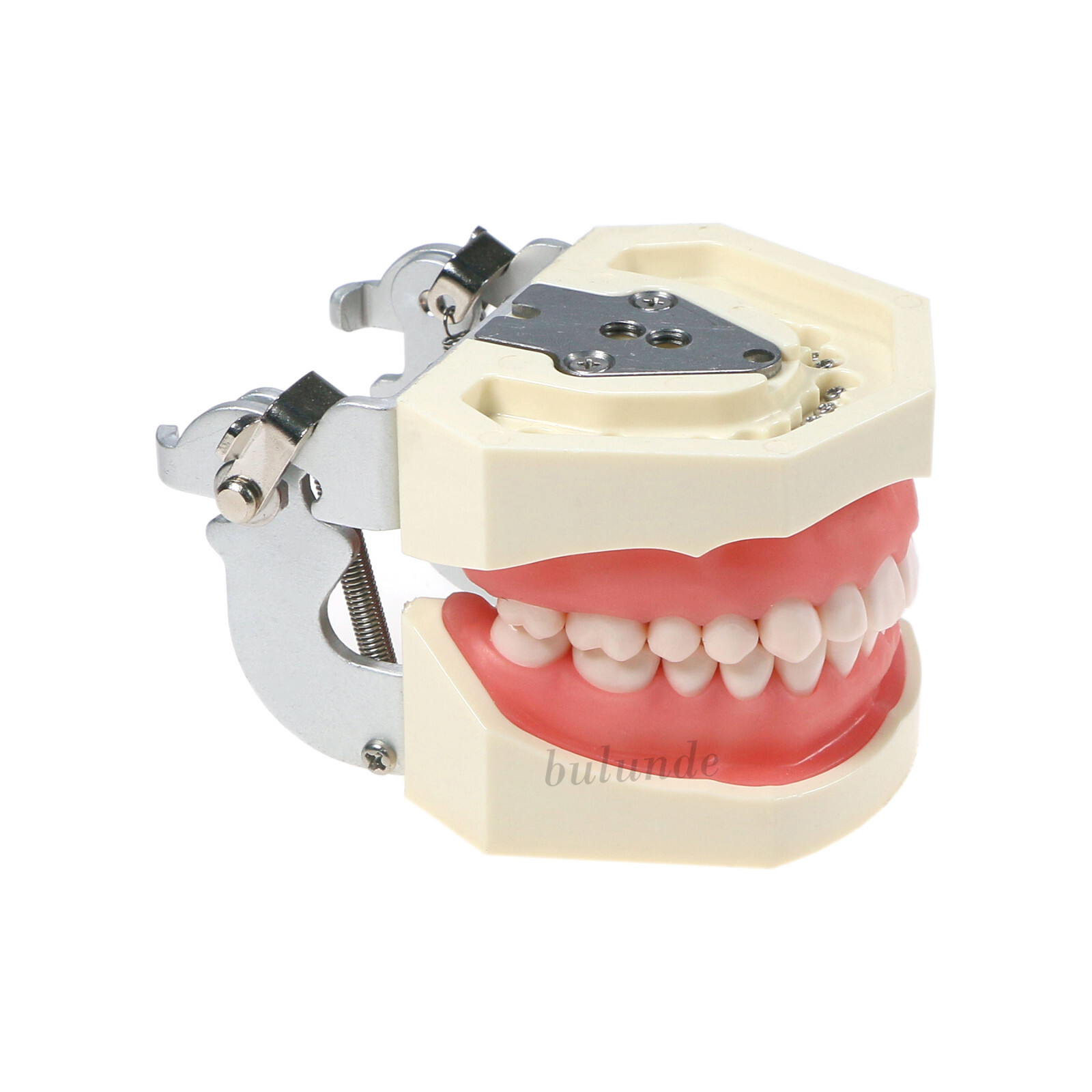 Dental Typodont Teeth Model fit Kilgore NISSIN 200/500 Type With Removable Teeth