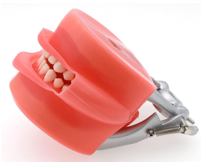 Dental Typodont Model Compatible with Kilgore Nissin 32 Removable Teeth and Simu