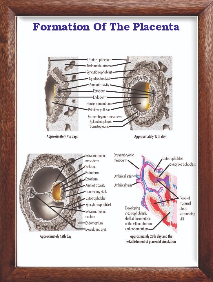 Formation Of The Placenta Chart 12×18 inches