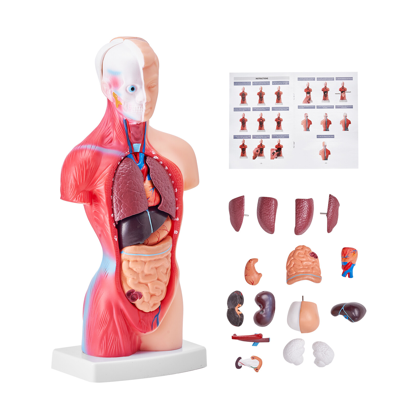 VEVOR Anatomical Human Torso Body Model Anatomy Internal Organ 11″ 15 Parts