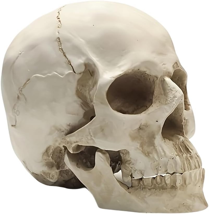 Lifesize 1:1 Human Skull Replica Resin Model Anatomical Medical Skeleton