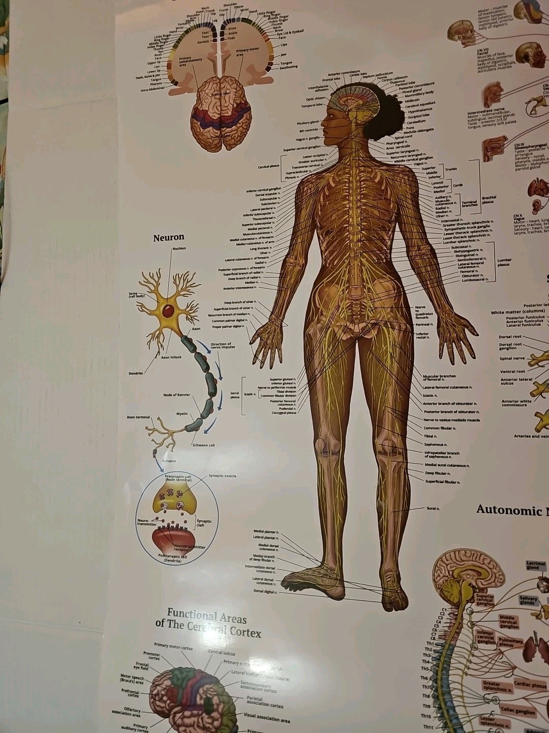 The Nervous System – 2 Sided Medical Poster 29.5″ x 17.5″ In. The Art Of Science